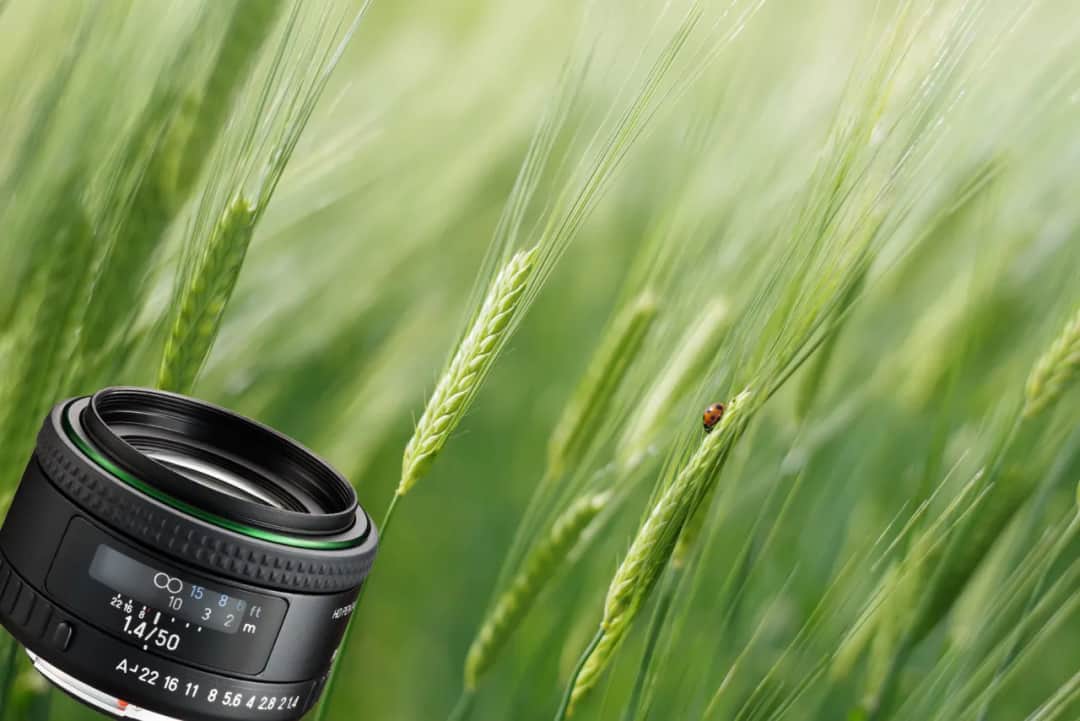 Najlepsze obiektywy do Pentaxa K-50, które poprawią Twoje zdjęcia